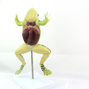 Modello Anatomico di Rana, Modello Biologico di Organi e Tessuti, Esemplari Animali per Scopi Medici - Product Image 6