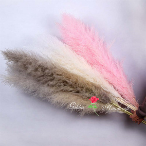 QSLH-567 Bulk Sales Natural <strong>Drying</strong> Pampas Grass Centerpieces Beige Dry Flower <strong>Bouquet</strong> Reed Grey Large Fluffy Plume Pampas Grass - Product Image 1
