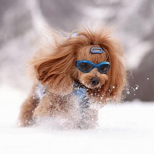 Toptan Pet gözlük köpek gözlük göz UV koruma rüzgar geçirmez motosiklet köpek güneş gözlüğü için orta küçük köpekler kediler için - Product Image 6