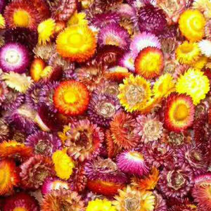 Vente en gros usine de tisane de fleurs séchées d'<span class=keywords><strong>Helichrysum</strong></span> <span class=keywords><strong>Bracteatum</strong></span> de qualité supérieure - Product Image 2