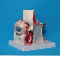 Model perbesaran anatomis dari bola mata dan mata