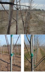 Chine 3/8 "8ft vert forêt ou blanc Flexible conique diamant voile solide fibre de verre arbre piquets Agriculture plante Support piquets - Product Image 6