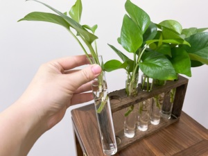 Plantes aquatiques support de plantes <span class=keywords><strong>en</strong></span> <span class=keywords><strong>bois</strong></span> Terrarium avec 5 tubes <span class=keywords><strong>en</strong></span> verre jardinière de bureau hydroponique - Product Image 3