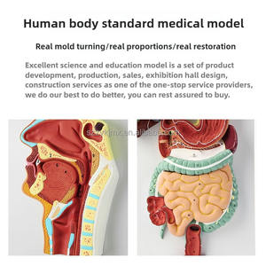 Modelo <span class=keywords><strong>de</strong></span> sistema digestivo humano, sección coronal anatómica del estómago, nariz y garganta, ciencia médica - Product Image 4