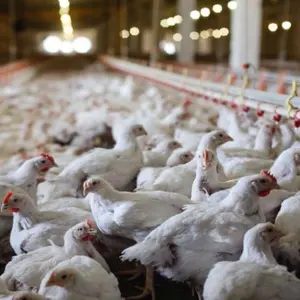 完整的自动化农业机械设备来自中国青岛的家禽