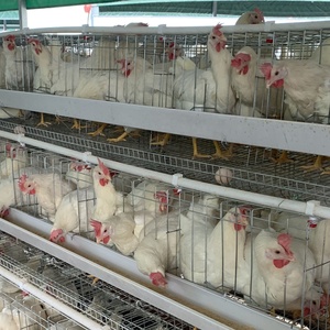 Cage automatique pour poulets de chair de poule en acier galvanisé à chaud vente en gros - Product Image 1