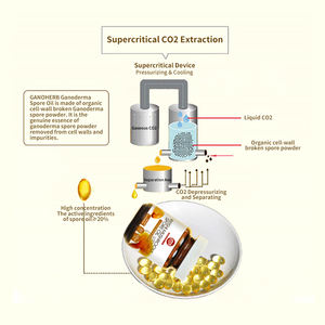 น้ำมันสปอร์เห็ดหลินจือ GANOHERB ออร์แกนิค 100% ได้รับการรับรองมาตรฐาน GMP ISO22000 HALAL KOSHER สารสกัดเห็ดหลินจือขายดี - Product Image 3