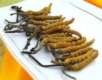Suministro Directo de Fábrica, Polvo de Cordyceps Sinensis, Polvo de Extracto de Cordyceps de Alta Calidad