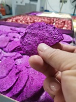 Sen Ova 12kg 8 Étagères Mini Petit Modèle Henan Petite Machine de Lyophilisation pour Aliments Usage Domestique
