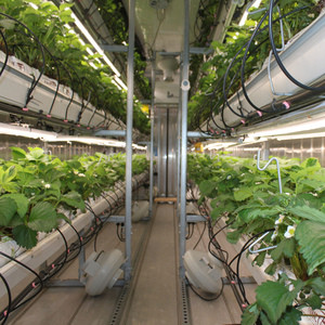 Ampia Fattoria in Container con Sistema Idroponico Verticale per Coltivazione di Verdure, Serra Climatizzata a Funzionamento Automatico - Product Image 1
