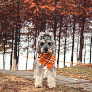 कस्टम लोगो वैयक्तिकृत प्लेड कुत्ते गोडास पालतू पशु कॉलर क्रिसमस कुत्ते की पोशाक के लिए एडजस्टेबल धोने योग्य कपड़े - Product Image 2