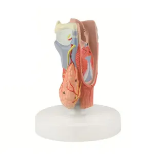 医学生命大小生物学校和医院教学喉解剖模型