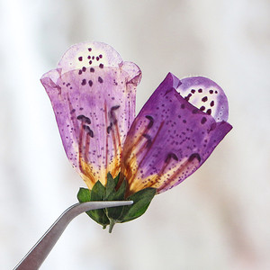 All'ingrosso fai da te materiale essiccato digitale purpurea fiori pressati per Nail Art gioielli in resina decorazione di candela da cartolina - Product Image 3