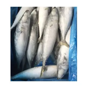 100-200 200-300 300-500 500up Saba mackerel Jack Mackerel Frozen Scomber Japonicus Titus fish Pacific Mackerel