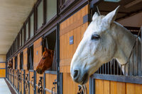 Box de manège portable robuste en bois et métal, résistant à l'eau, avec porte coulissante, pour chevaux