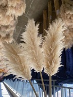 Pabrik Menjual Rumput Pampas Kering Alami, Rumput Pampas Putih Terpemutih Besar dan Mengembang untuk Dekorasi Pernikahan dan Rumah