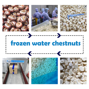 Tranches de châtaignes d'eau surgelées IQF : Offres de gros sur les tranches croquantes - Product Image 5