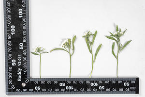 Résine époxy pour Scrapbooking, gaufrage fait à la main, fausse plante naturelle, fleur écologique à pression - Product Image 5