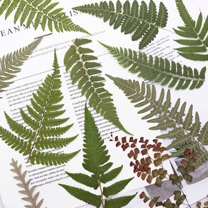 500 pièces/paquet <span class=keywords><strong>de</strong></span> marque-pages en feuilles <span class=keywords><strong>de</strong></span> <span class=keywords><strong>fougère</strong></span> sauvages pressées, artisanales, réalistes, durables, naturelles, pour cadre, remise <span class=keywords><strong>de</strong></span> diplôme, Nouvel An - Product Image 5