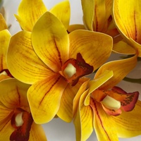 10 Têtes de fleurs d'orchidées Cymbidium artificielles imprimées en 3D, effet toucher réel, blanc et rose, pour Pâques, Noël, la Saint-Valentin, la Fête des Mères, Nouveauté
