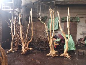 Aquariumplantenbak Natuurlijk Decoratief Drijfhout Rechte Wortel - Product Image 2