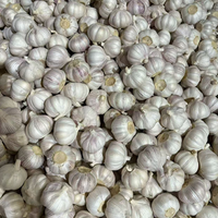 Ail frais chinois de première qualité, grade un, ferme et aromatique, récolte de pointe, expédition en conteneur depuis le Shandong