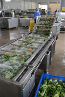Laveuse Commerciale de Légumes et Fruits, Machine de Nettoyage de Poivre Noir pour l'Australie
