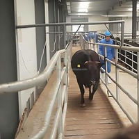 Ligne d'abattage de bovins Solution clé en main Projet d'abattoir de vaches 200 Machines de traitement de la viande bovine par quart de travail
