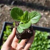 Plateau de semis à 32/50 cellules à trous larges, paroi intérieure lisse, pour la propagation de melons et d'arbres fruitiers, avec de nombreux cycles de plantation
