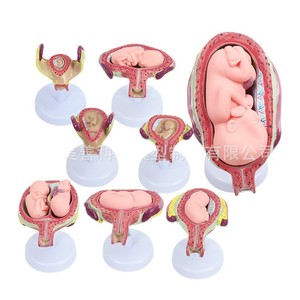 Modelo del proceso de embarazo y desarrollo; modelo embrionario de planificación familiar; modelo de demostración de planificación familiar; modelo fetal; - Product Image 1
