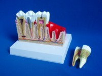 Modèle de dent en PVC anatomique pour l'enseignement dentaire, anatomie des dents et des gencives, taille