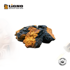 สารสกัดเห็ดชากา LiGNO CG06 จากผู้ผลิตมาเลเซีย เหมาะสำหรับสูตรเครื่องดื่มสำเร็จรูป - Product Image 1