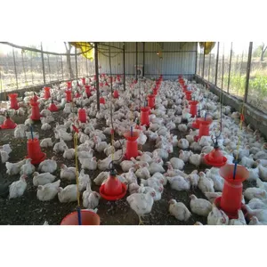 China kosten günstige vorgefertigte Broiler-Hühner, die leichte Stahl konstruktionen betreiben