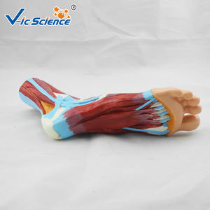 Modelo <span class=keywords><strong>de</strong></span> Pie, Modelo <span class=keywords><strong>de</strong></span> Enseñanza <span class=keywords><strong>de</strong></span> Simulación para la Escuela <span class=keywords><strong>de</strong></span> Medicina, Modelo <span class=keywords><strong>de</strong></span> Anatomía Sagital <span class=keywords><strong>de</strong></span> Pie Grande Natural - Product Image 3