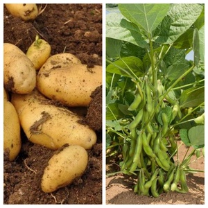 S-metolachlor 960g/L EC Pre-emergence Selective <strong>Herbicide</strong> for Corn, Rice, Cotton &amp; Watermelons - Agricultural Chemicals - Product Image 2