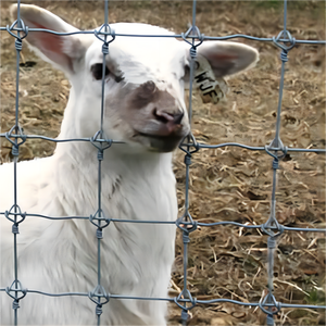 Clôture agricole durable, clôture de ferme résistante à la rouille, <span class=keywords><strong>prix</strong></span> bas, longue durée de vie, clôture pour pâturages, moutons, chèvres, chevaux - Product Image 4
