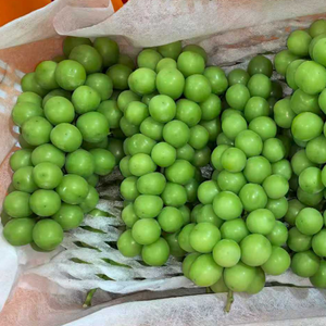 Uvas Shine Muscat de Primera Calidad, Frescas, Verdes, Sin Semillas, <span class=keywords><strong>Precio</strong></span> al por Mayor, del Proveedor Líder en China, Exportación a Todo el Mundo - Product Image 1