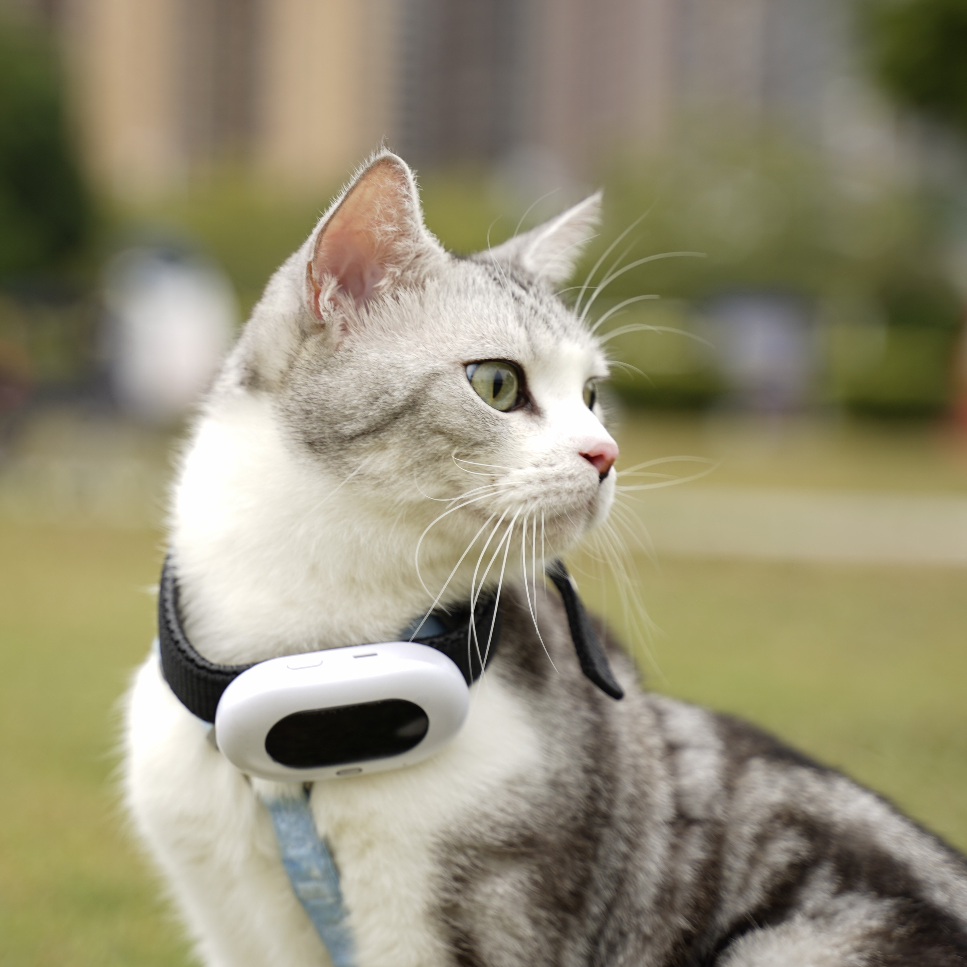 Tabcat Best Cat Tracker Collar Uk Tabcat Cat Small Cat Gps Tracker
