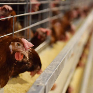 Machine automatique de fabrication d'aliments pour volailles cage pour poules pondeuses nouvel état - Product Image 4