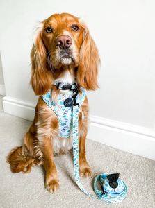 OEM Personal ized Designer Reversible Printing Haustier Hunde geschirr Halsband Leine Haustier bedarf Drucken Weiches Neopren Hunde geschirr Benutzer definiert - Product Image 6