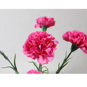 YL Venta al por Mayor de <span class=keywords><strong>Claveles</strong></span> Artificiales Hechos a Mano de 50cm, para Graduación, Día de la Mujer, Día de la Madre, Navidad, de Alta Simulación, de Seda, de una Sola Rama - Product Image 4