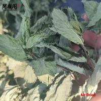KAIYANGE Nouveauté : Thé à la menthe verte en vrac, couleur naturelle, marque privée, Mentha Spicata L., feuilles de menthe verte