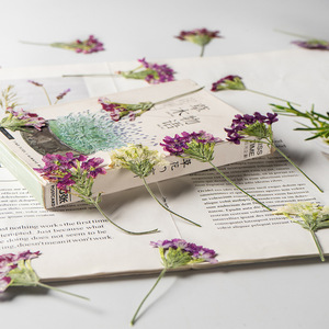 Verbena-Vela <span class=keywords><strong>con</strong></span> ramas para hacer jabón, planta Natural ecológica, flor prensada en marco - Product Image 4