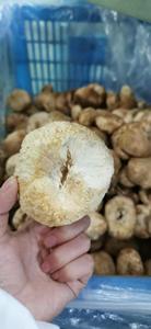 Detan Champignons <span class=keywords><strong>Lion</strong></span>'s Mane séchés comestibles <span class=keywords><strong>de</strong></span> grande qualité - Product Image 4