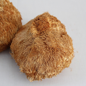 Hongo Melena de León Seco Premium, <span class=keywords><strong>Hericium</strong></span> <span class=keywords><strong>Erinaceus</strong></span> Natural Fresco y Seco para la Salud Cerebral y la Digestión - Product Image 3
