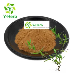 Raw Dried Hedyotisdiffusa Powder 10:1 Snake-needle Grass/Spreading Hedyotis Herb/Oldenlandia Diffusa Extract Powder