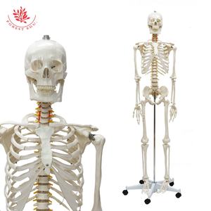 Modèle de <span class=keywords><strong>squelette</strong></span> <span class=keywords><strong>géant</strong></span> de 176cm grandeur nature adulte blanc Science médicale incluant une racine nerveuse Modèle anatomique <span class=keywords><strong>humain</strong></span> - Product Image 2