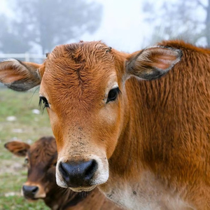 Animal Grade Premix Aditivos Alimentares Ovelhas e Gado Cabras Aminoácidos Pós Vitaminas para Melhorar Anti-Stress - Product Image 1