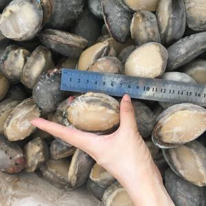 Cuit congelé d'ormeau en coquille - Product Image 6