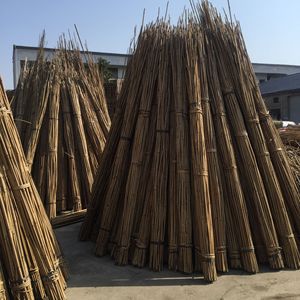 <span class=keywords><strong>Poteau</strong></span> en Bambou Tonkin 26/28mm X 295cm, <span class=keywords><strong>Support</strong></span> Arbres - Product Image 2
